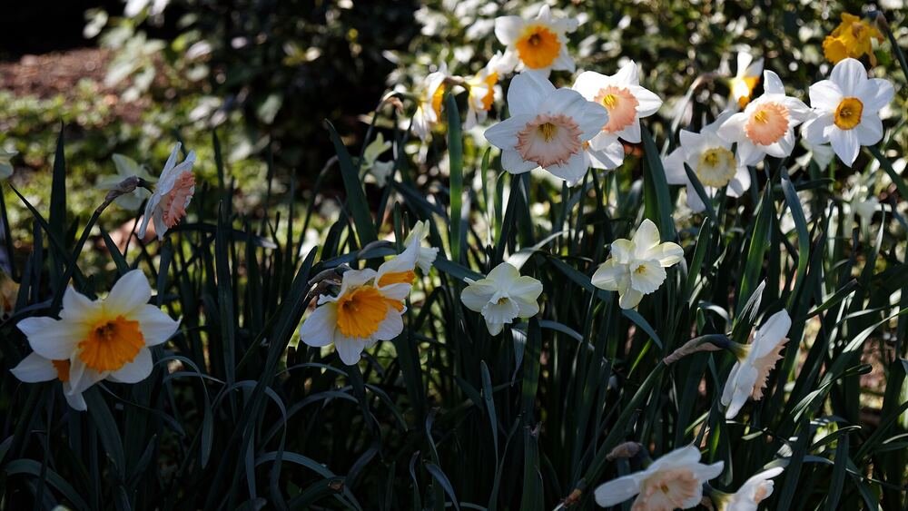 A bed of pale daffodils flowering in spring beside cemetery paths