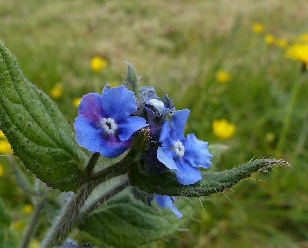 Forget-me-not flowers, a quiet reminder of someone loved