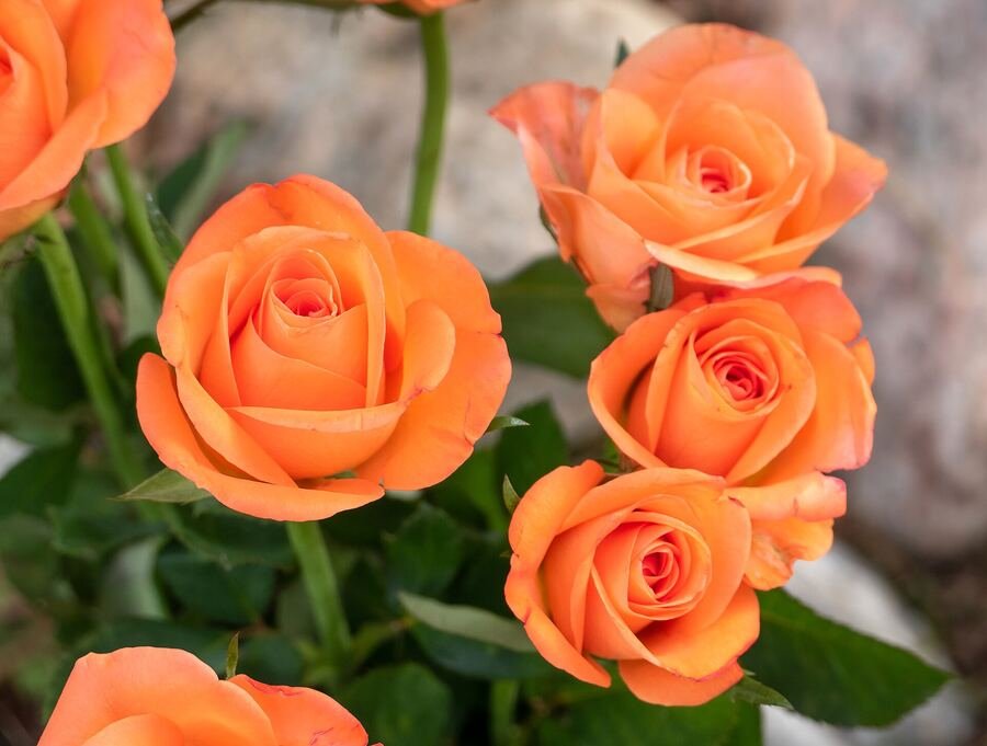 Fresh apricot roses in bloom, an example of seasonal flowers chosen for a grave