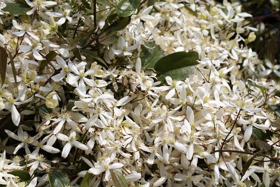 Pale pink clematis flowers climbing beside a cemetery garden