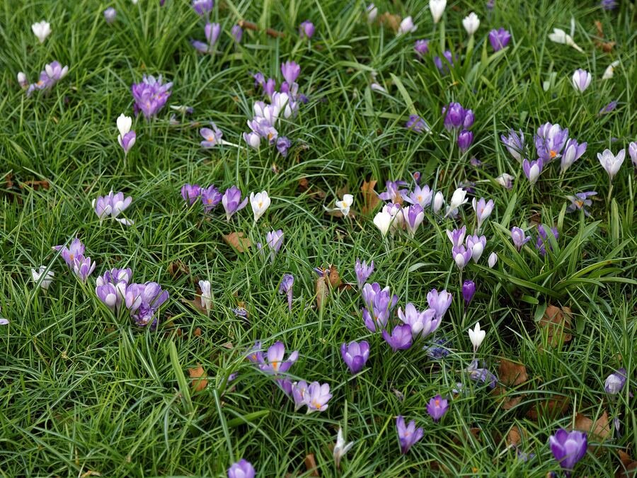 Purple and white crocuses coming through the grass in early spring