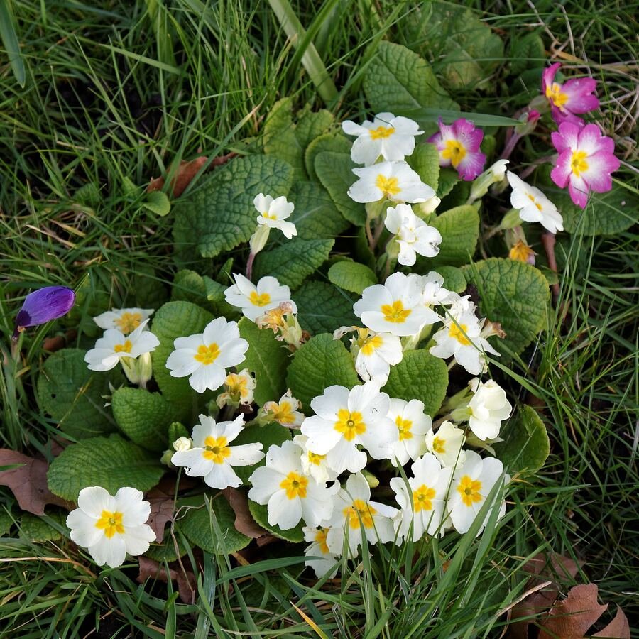 Primroses flowering in cemetery grass
