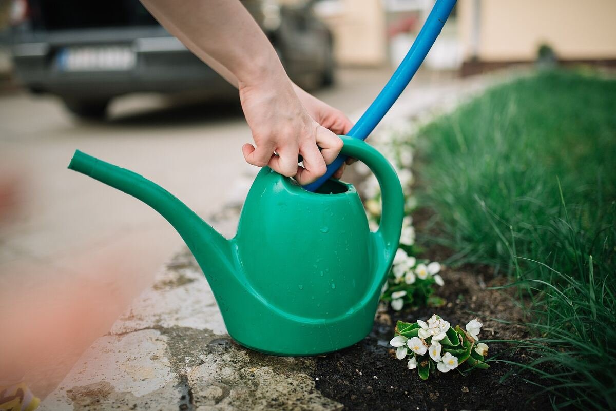 Hands filling a green watering can beside pale garden flowers